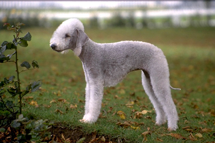 Bedlington_Terrier.jpg