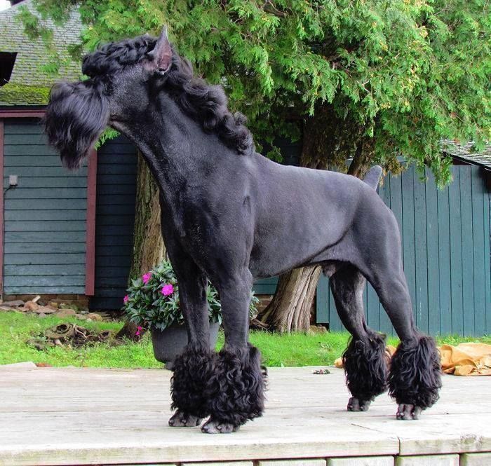 Black-Giant-Schnauzer-Grooming.jpg